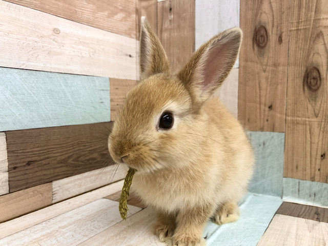 ネザーランドドワーフ