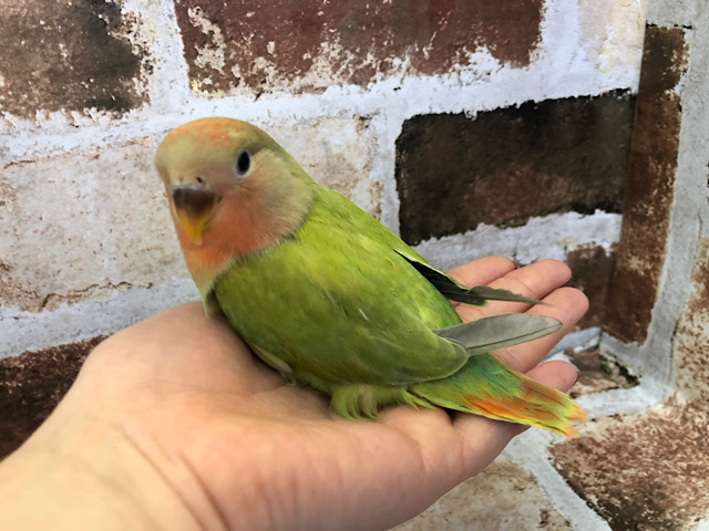 コザクラインコ（小桜インコ）