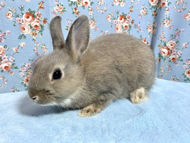 ネザーランドドワーフ