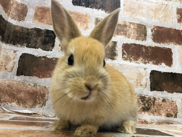 ミニウサギ