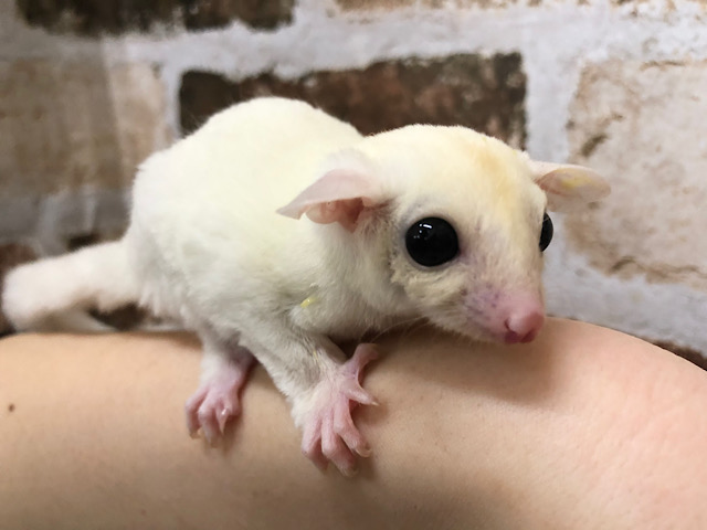 フクロモモンガ