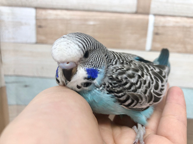 ジャンボセキセイインコ