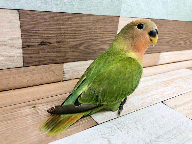 コザクラインコ（小桜インコ）