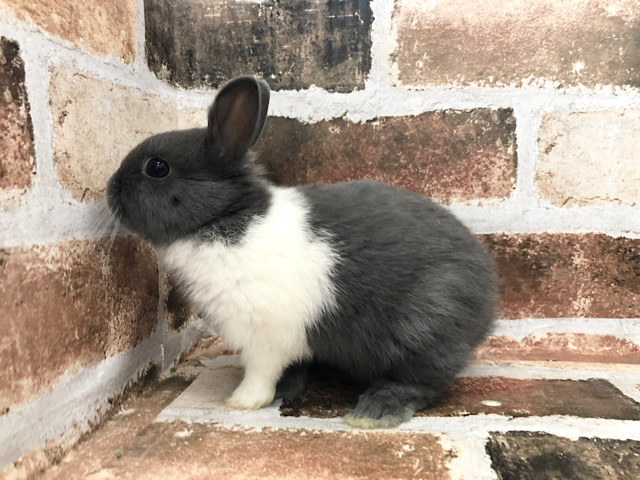 ネザーランドドワーフ