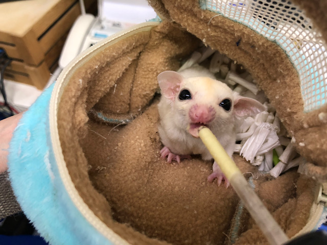 フクロモモンガ