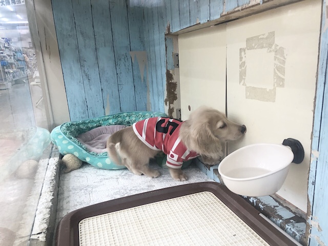 ミニチュアダックス