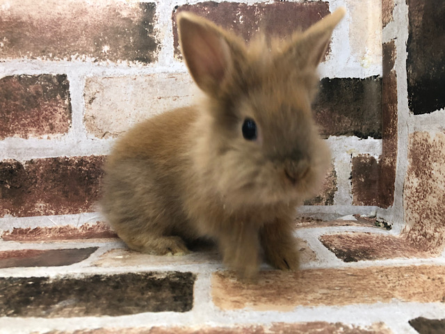 ライオンラビット