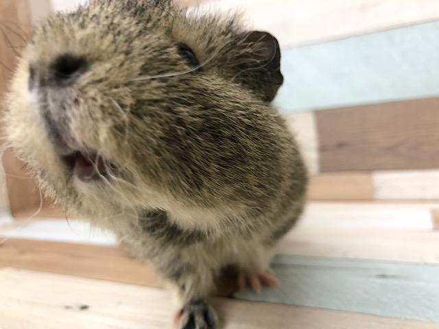 メリノモルモット