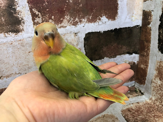 コザクラインコ（小桜インコ）