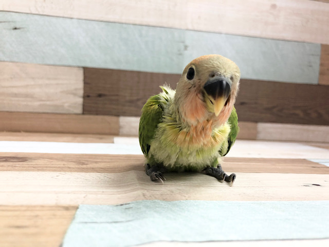 コザクラインコ（小桜インコ）