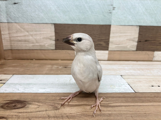 シルバー文鳥