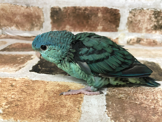 サザナミインコ