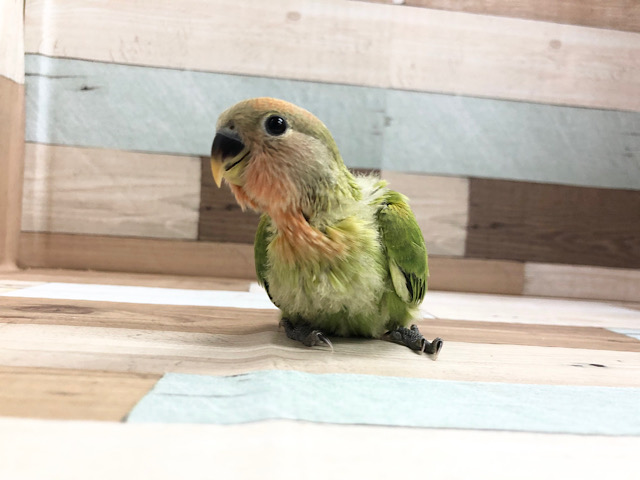 コザクラインコ（小桜インコ）