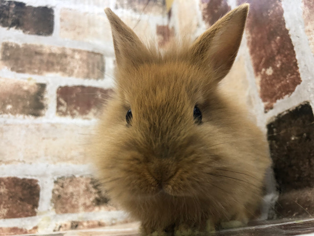 ライオンラビット