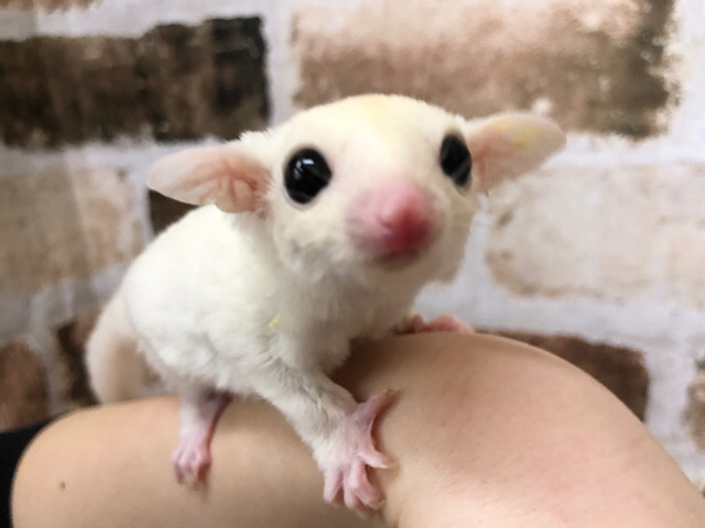 フクロモモンガ