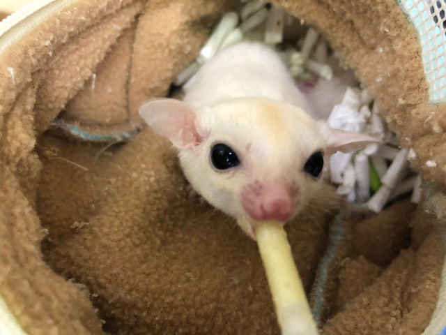 フクロモモンガ