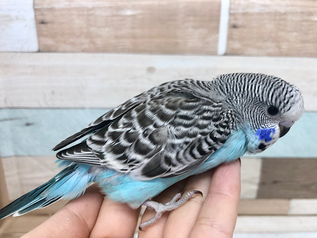 ジャンボセキセイインコ