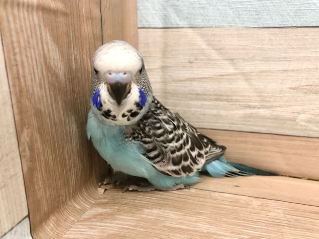 ジャンボセキセイインコ