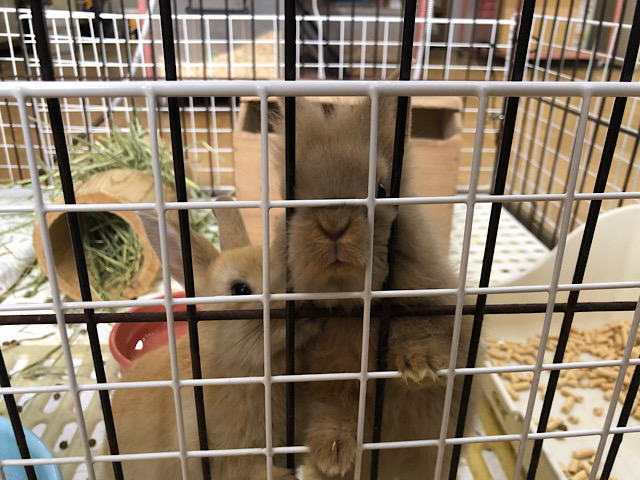 ライオンラビット