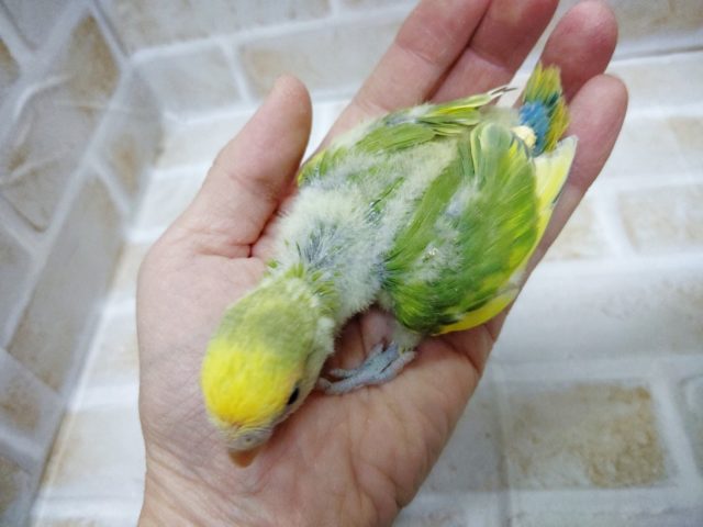 コザクラインコ（小桜インコ）