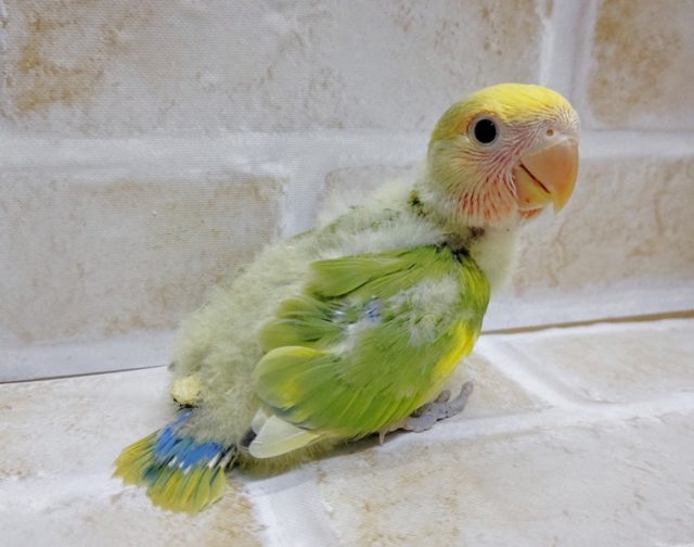 コザクラインコ（小桜インコ）