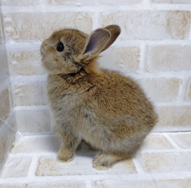 ドワーフラビット