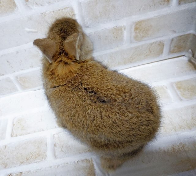 ドワーフラビット