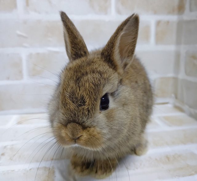 ドワーフラビット