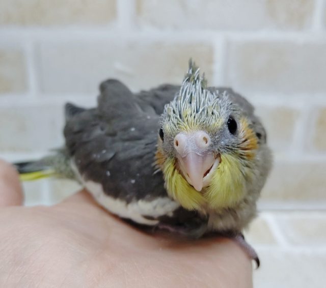 オカメインコ
