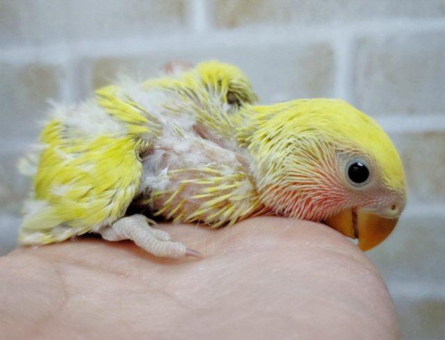 コザクラインコ（小桜インコ）