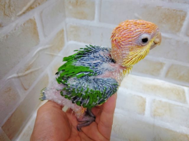 シロハラインコ