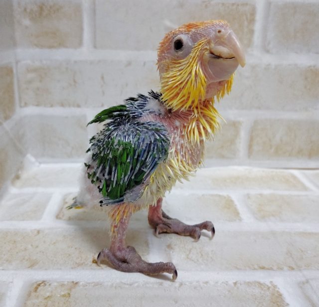 シロハラインコ