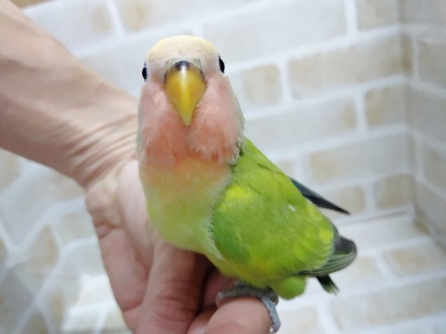 コザクラインコ（小桜インコ）