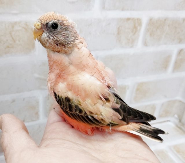 アキクサインコ（秋草インコ）