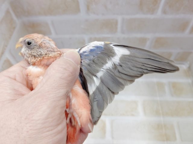 アキクサインコ（秋草インコ）