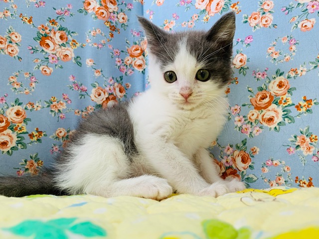 美形なマンチカンくん!(足長) マンチカン