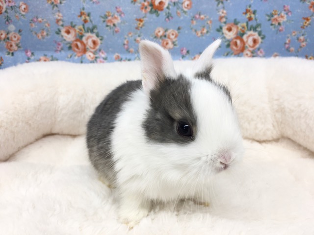 ネザーランドドワーフ