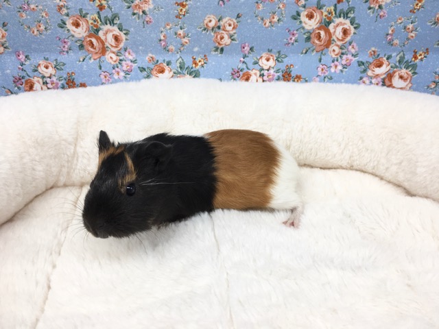 イングリッシュモルモット