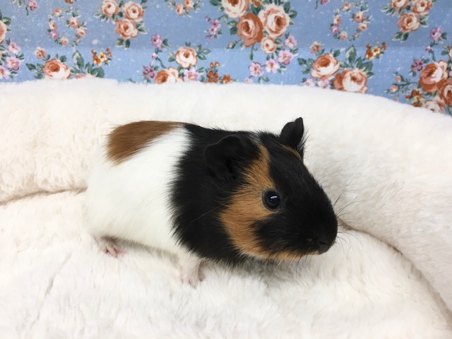 イングリッシュモルモット