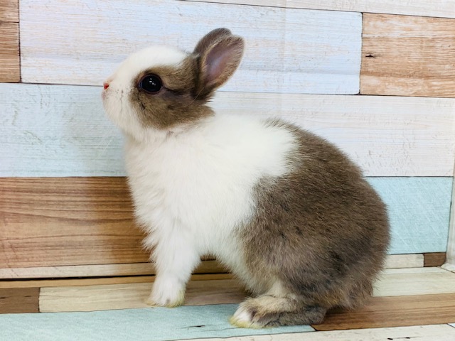 ネザーランドドワーフ