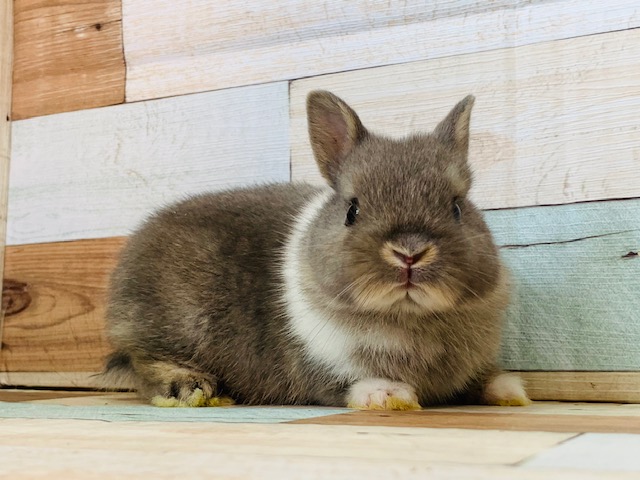 ネザーランドドワーフ