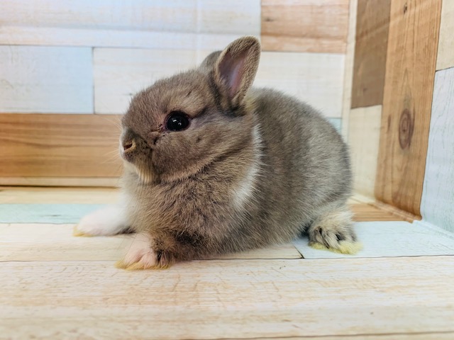 ネザーランドドワーフ