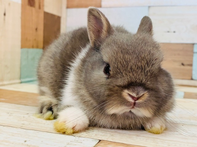 ネザーランドドワーフ