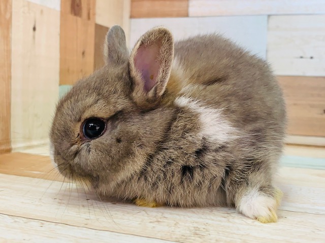 つぶれ顔のコをお探しの方にオススメ!ネザーランドドワーフ♪ ネザーランドドワーフ