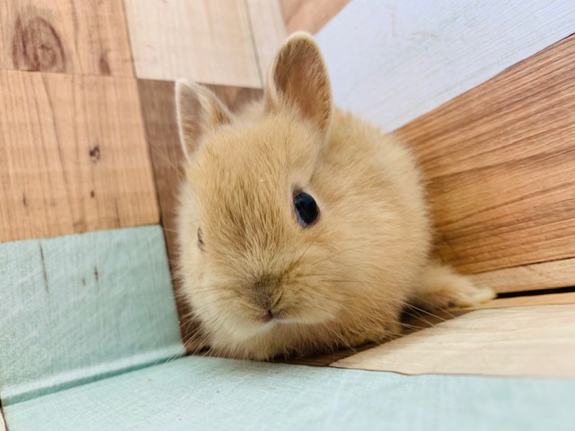 ネザーランドドワーフ