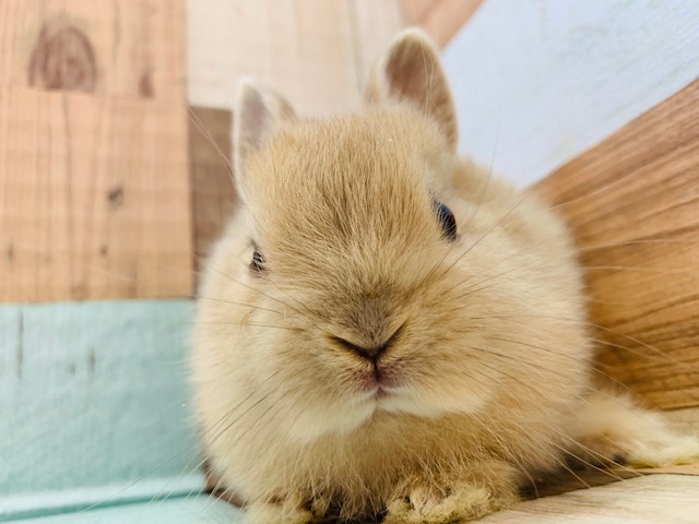 ネザーランドドワーフ