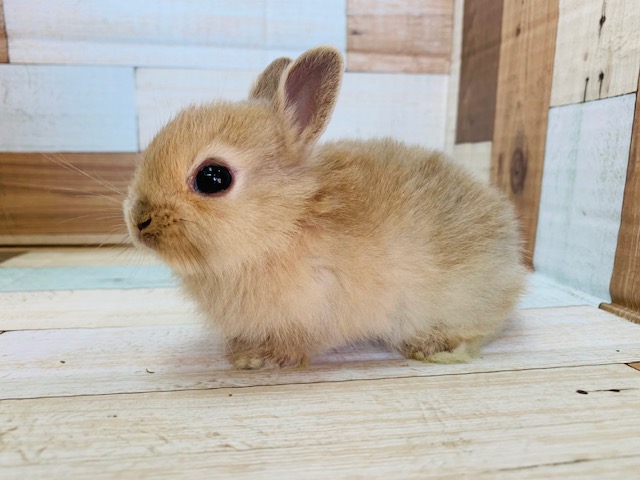 ネザーランドドワーフ