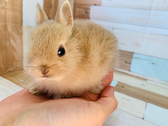 ネザーランドドワーフ