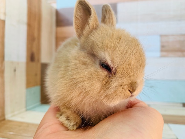 ネザーランドドワーフ