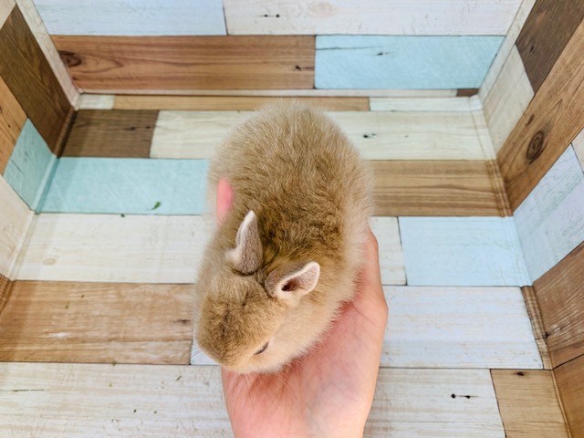 ネザーランドドワーフ